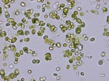 Alkalmazott alga faj: Scenedesmus obtusiusculus
