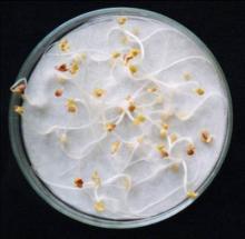szabványos csíranövényteszt - Sinapis alba